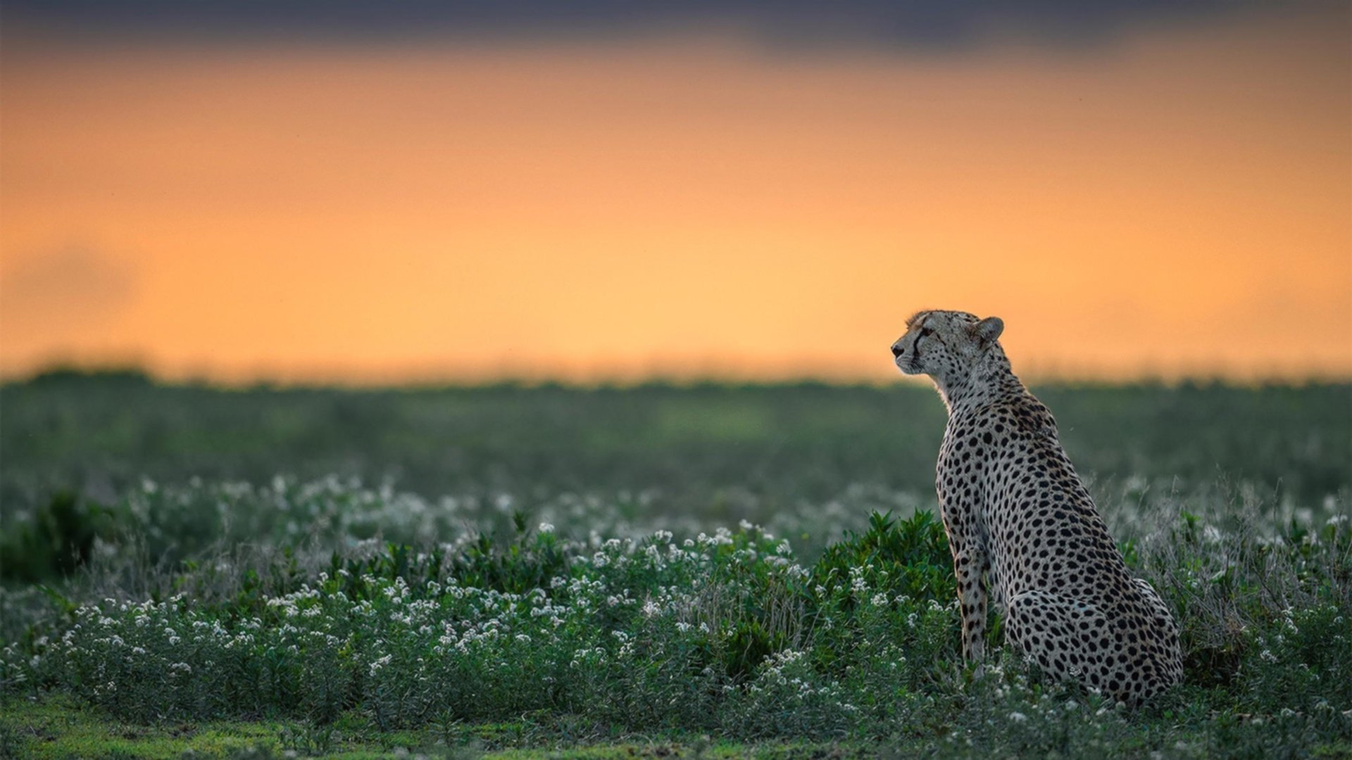 火力全开！新疆队进攻潮水淹没上海，戈贝尔擎天一柱定乾坤