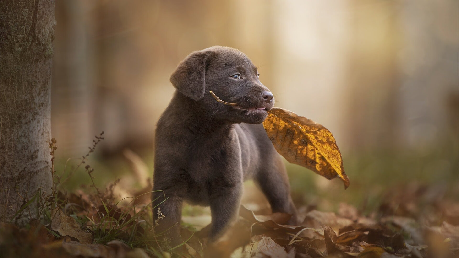 开云平台-孤胆英雄难敌铁壁合围，利拉德封神之夜，马刺团队篮球粉碎76人幻想