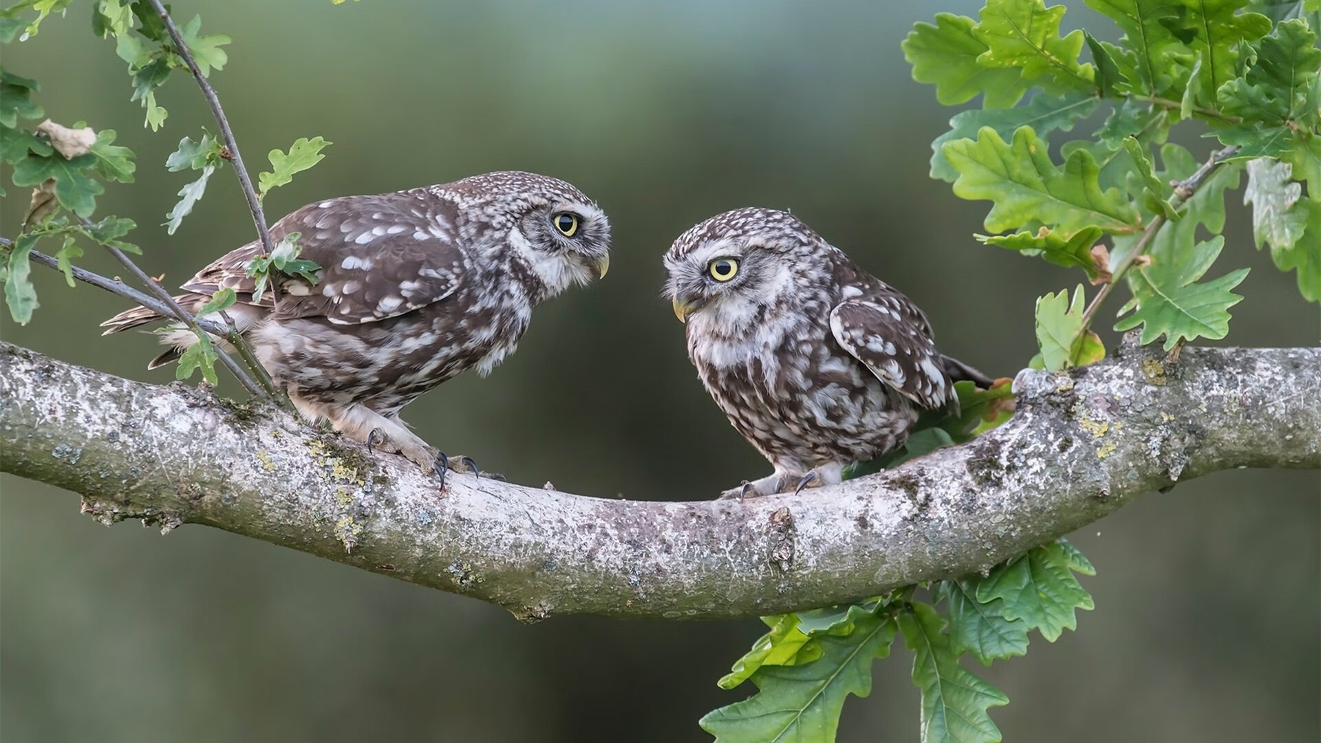开云体育-东方巨龙展翅，中国队在威尔士的主场制霸，基米希在年度焦点战中接管比赛
