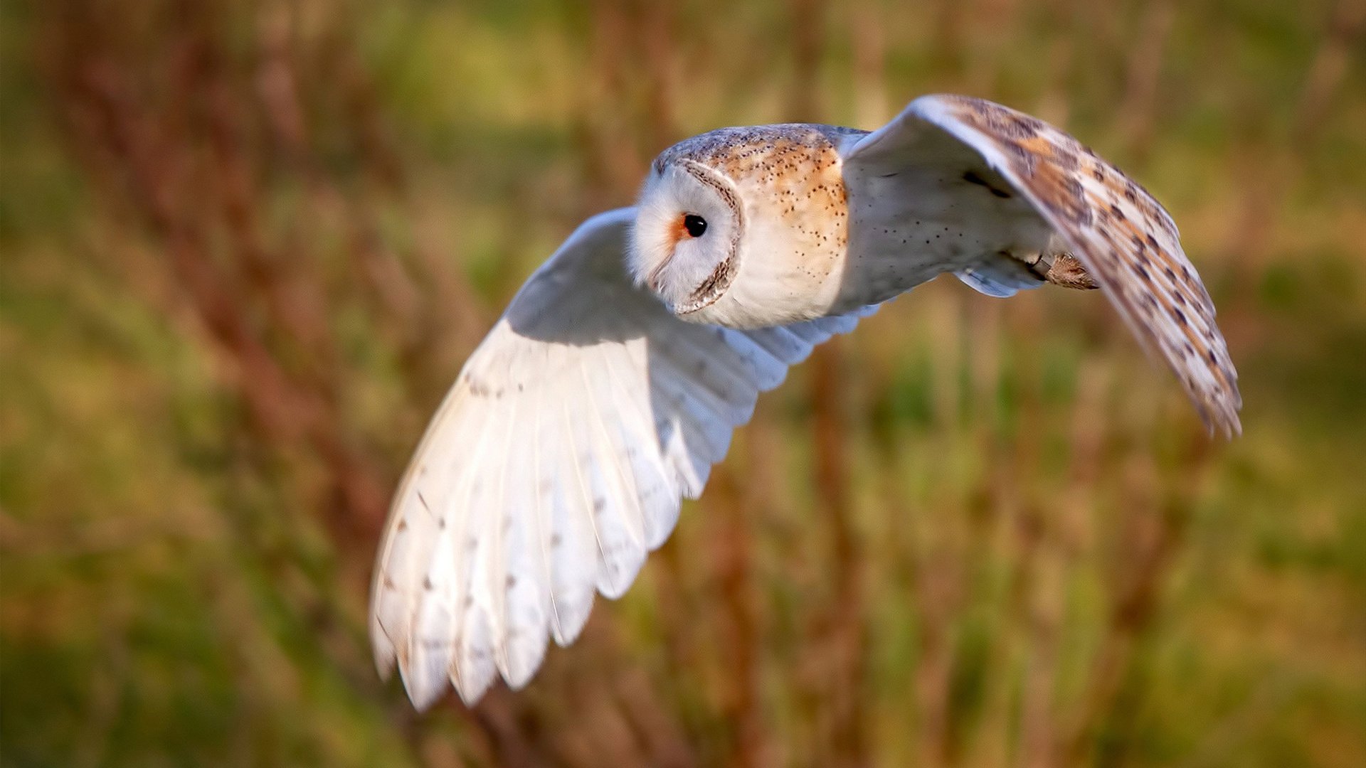 极速引擎与飞天巨兽，当F1揭幕战之夜遇见文班亚马的统治级表演