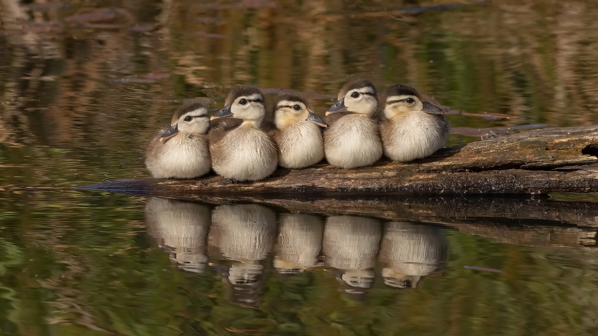 爱德华兹狂砍40+统治攻防，太阳三巨头末节发力强行终结爵士连胜