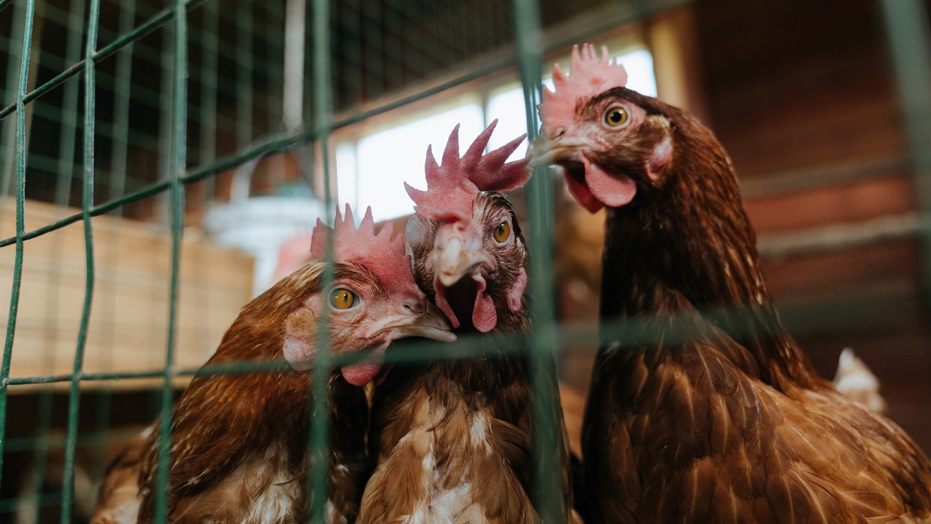 棋手导演个人秀，当国王的节奏撞碎在文班亚马的连击里