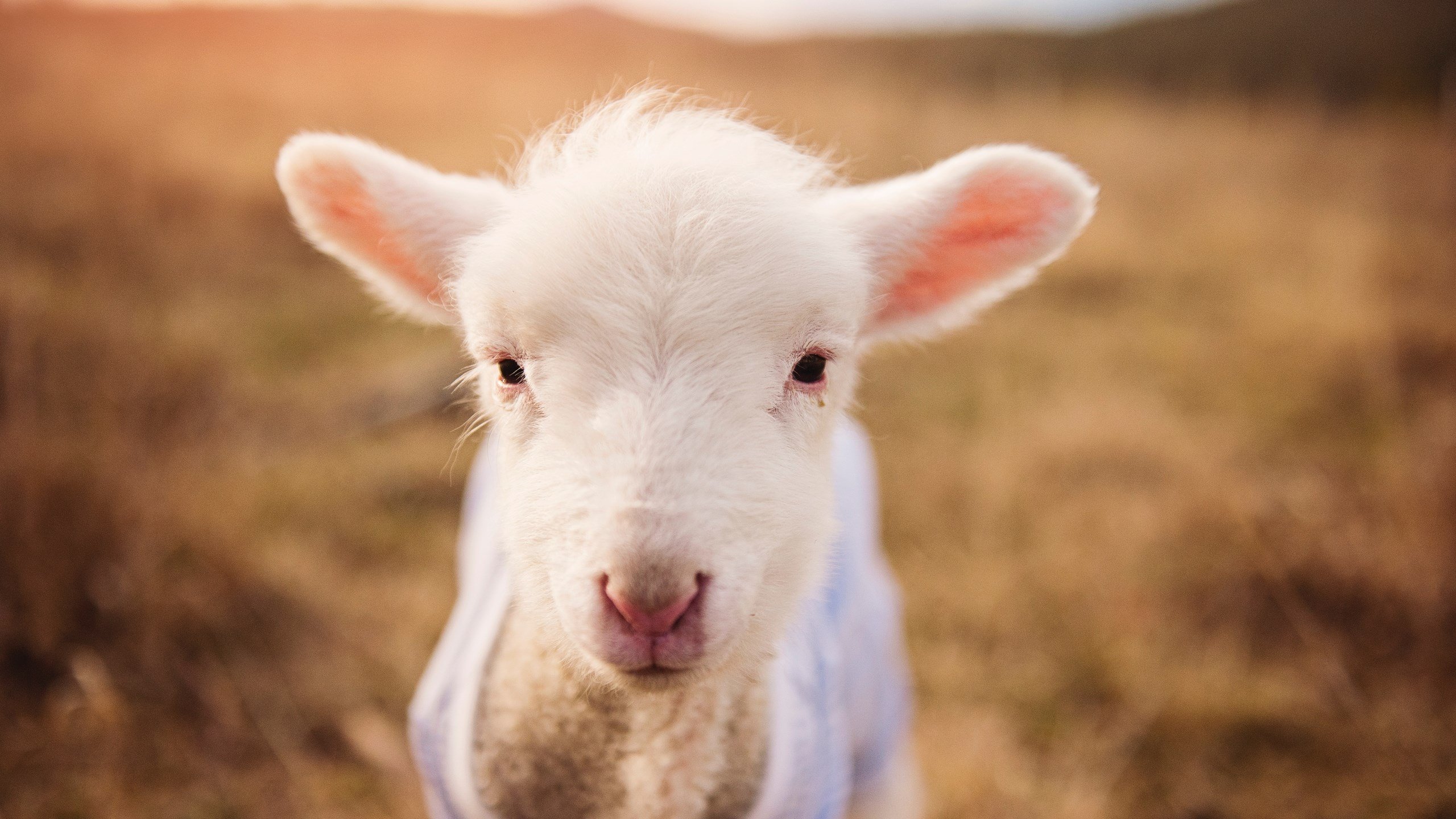 开云官网-阿森纳全面压制雷恩，库尔图瓦成关键先生