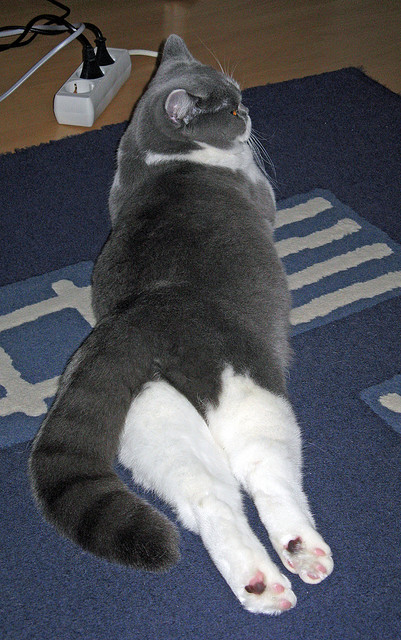 开云体育平台APP-米切尔关键制胜，老鹰主场险胜独行侠