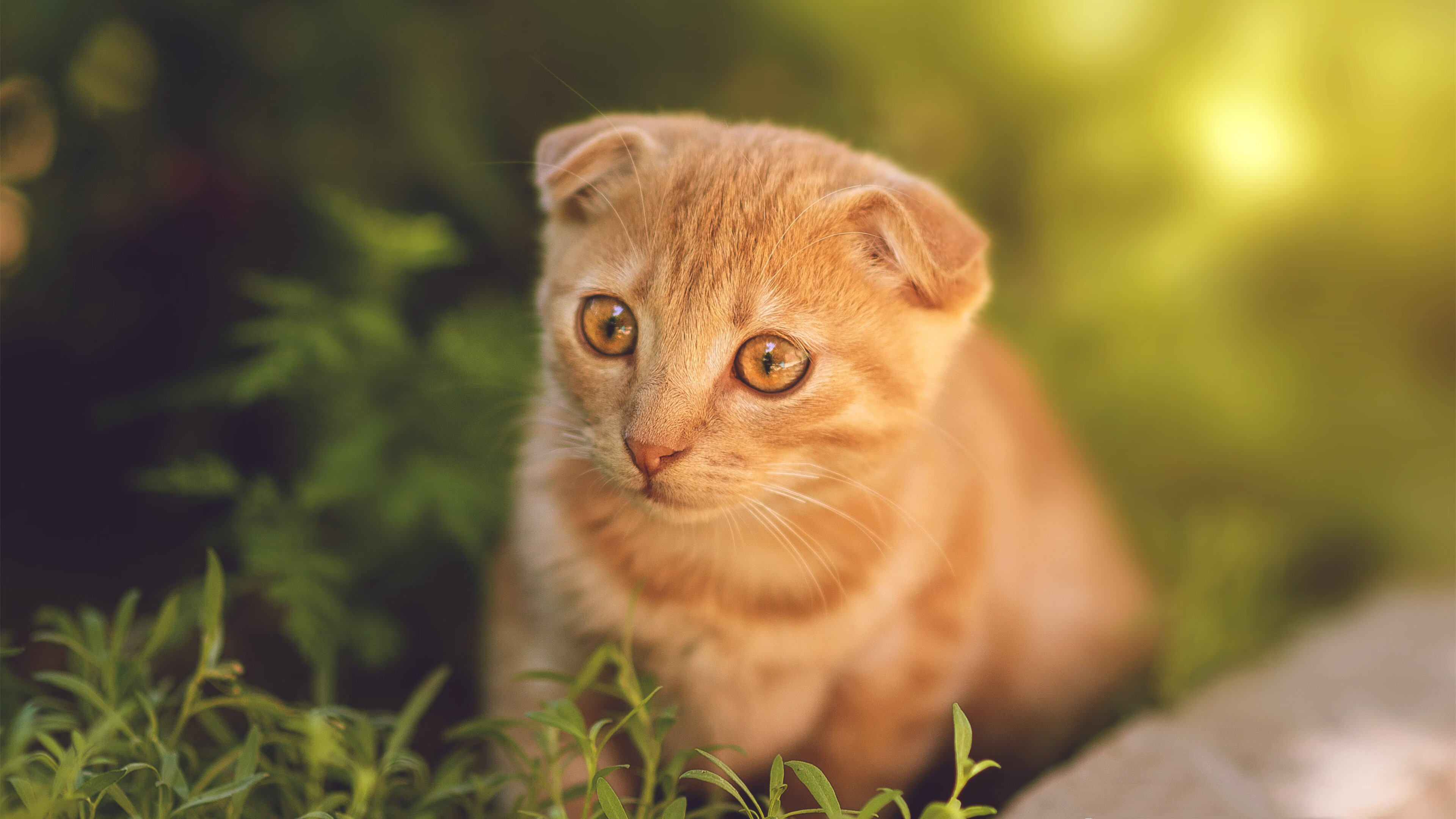 手术刀与绞杀阵,当蒂亚戈用沉默的精准,肢解了德甲巨人的傲慢