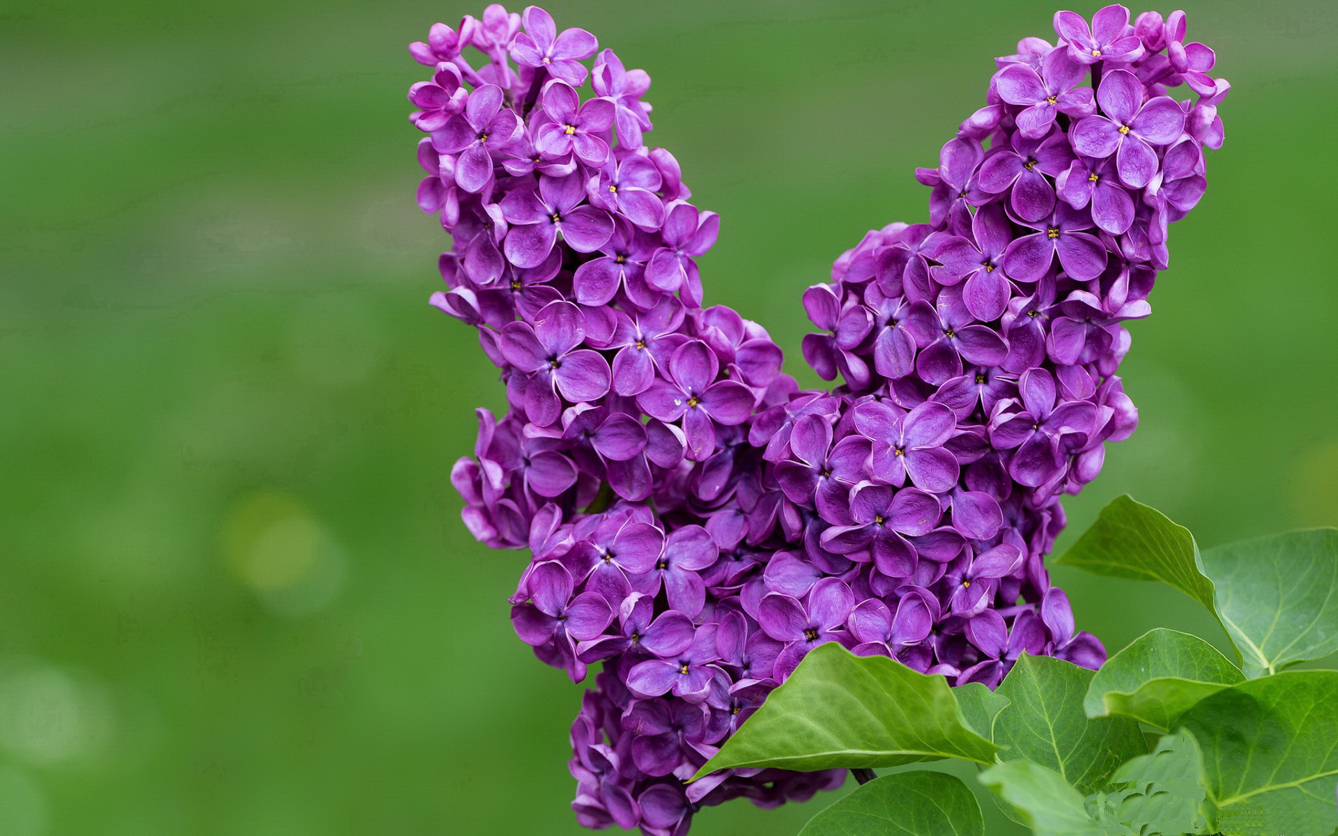 东契奇超越胜负的冠军级表演，当活塞防线在森林狼双塔前崩塌