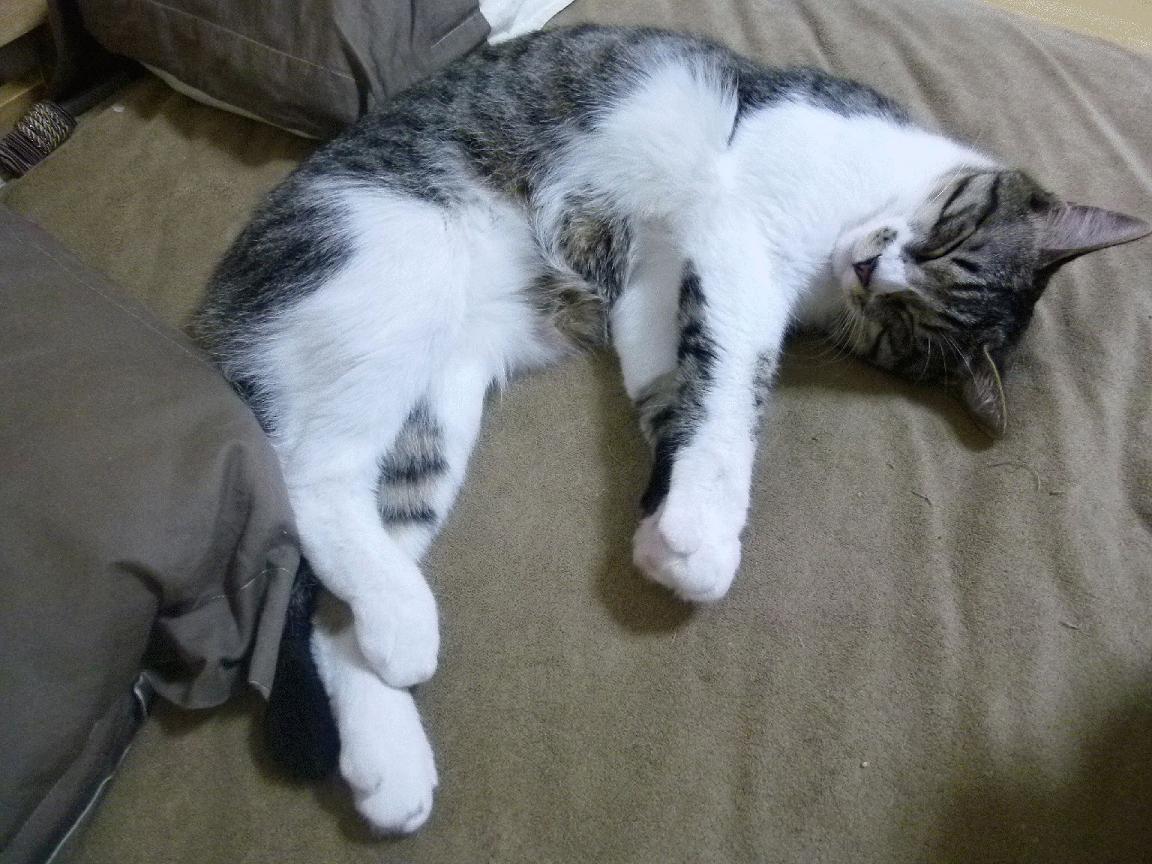 开云下载-战术制胜，德甲争冠焦点战与阿尔及利亚压制喀麦隆的启示