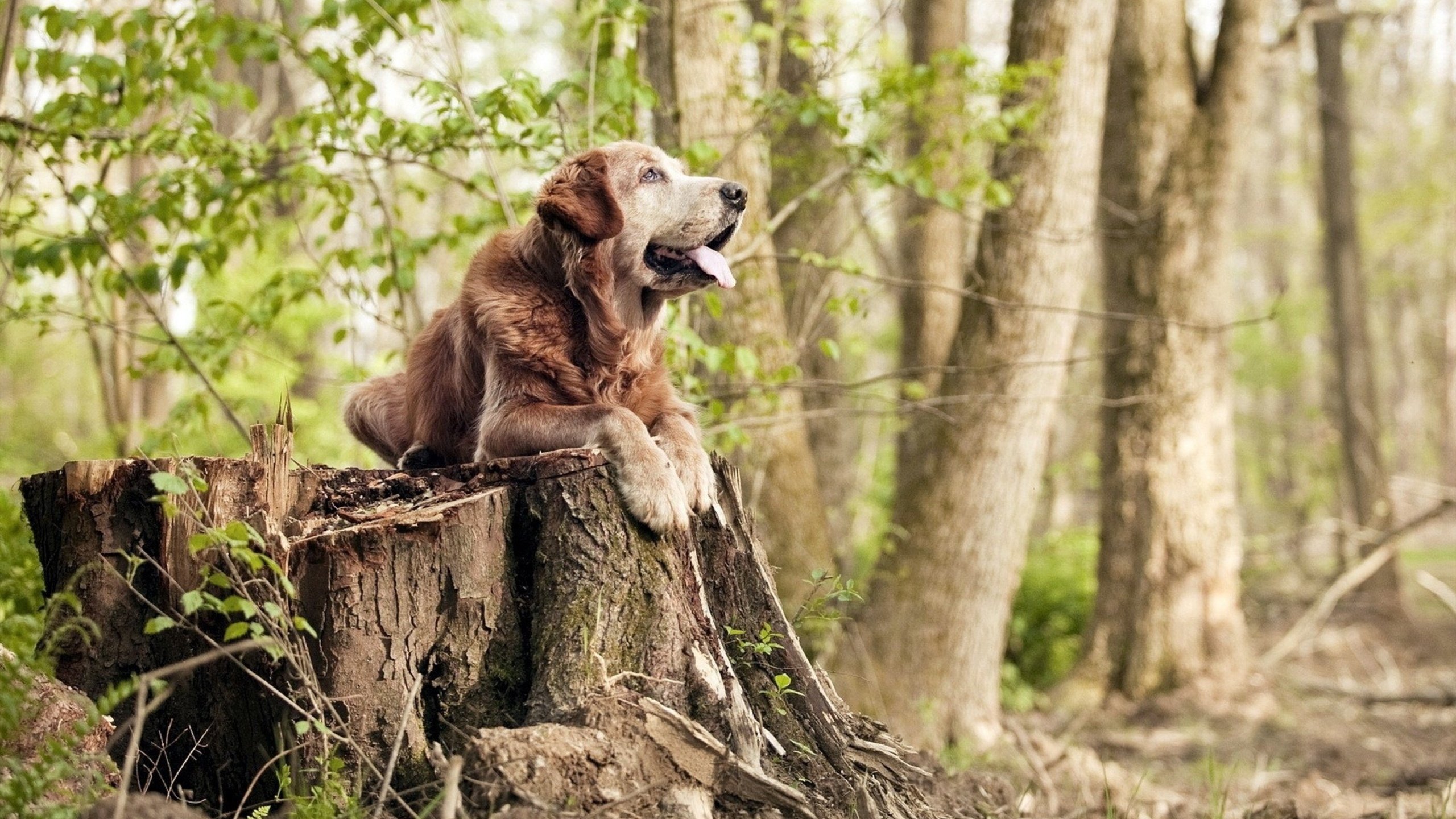 萨卡点燃决胜烽火,一场比赛与两个足球世界的悲喜交织