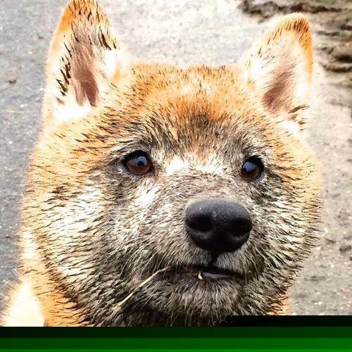 狂飙之夜!山西终结森林狼!布伦森最后时刻定音一锤