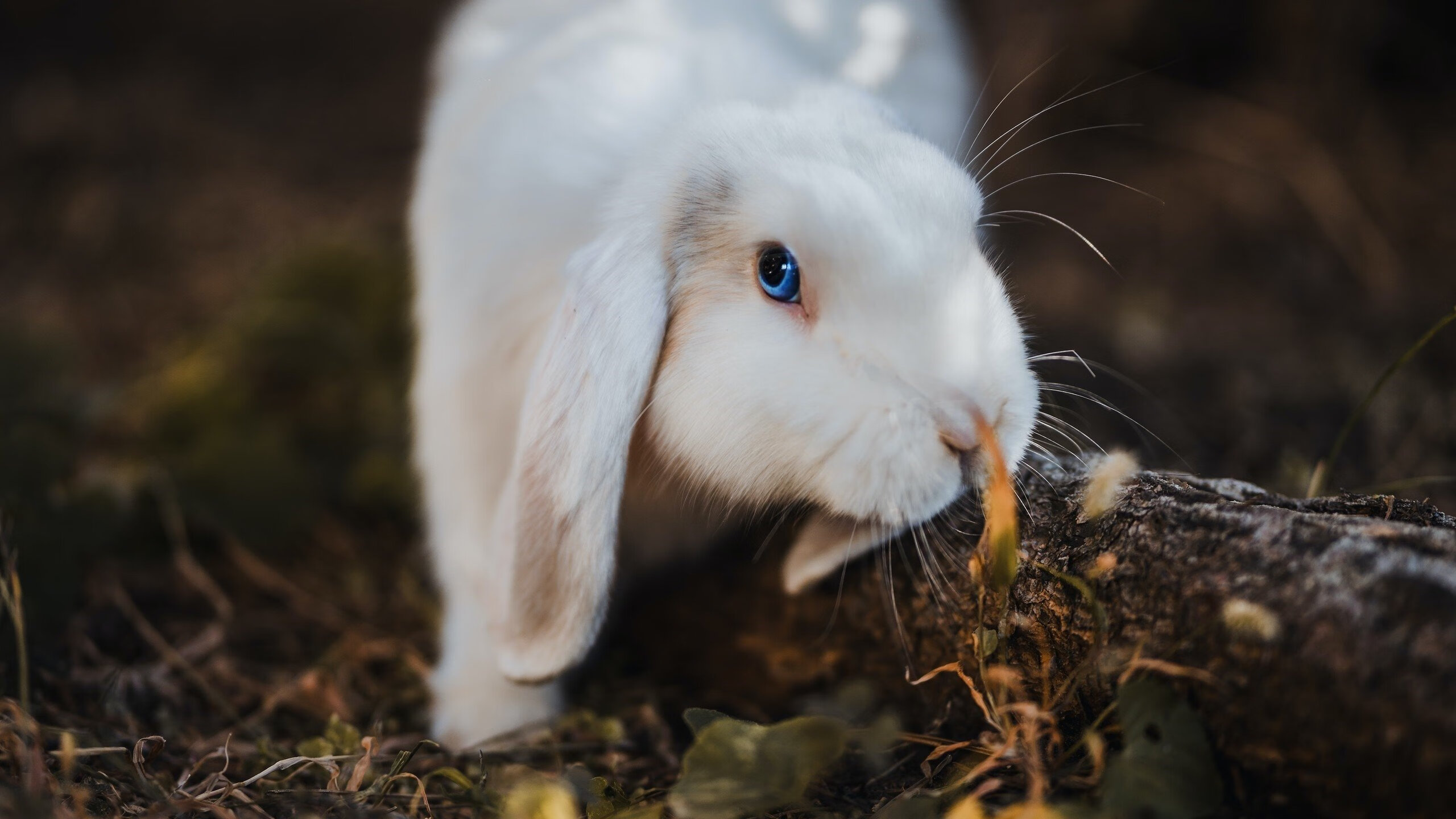 生死战英雄！楚阿梅尼绝杀救主，加纳力克摩纳哥迎出线曙光