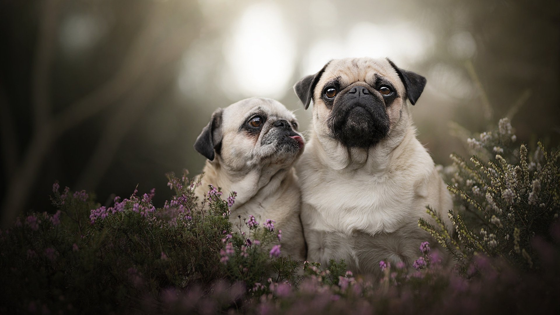 南半球飓风席卷伊比利亚—新西兰男篮东决式胜利的战术解码