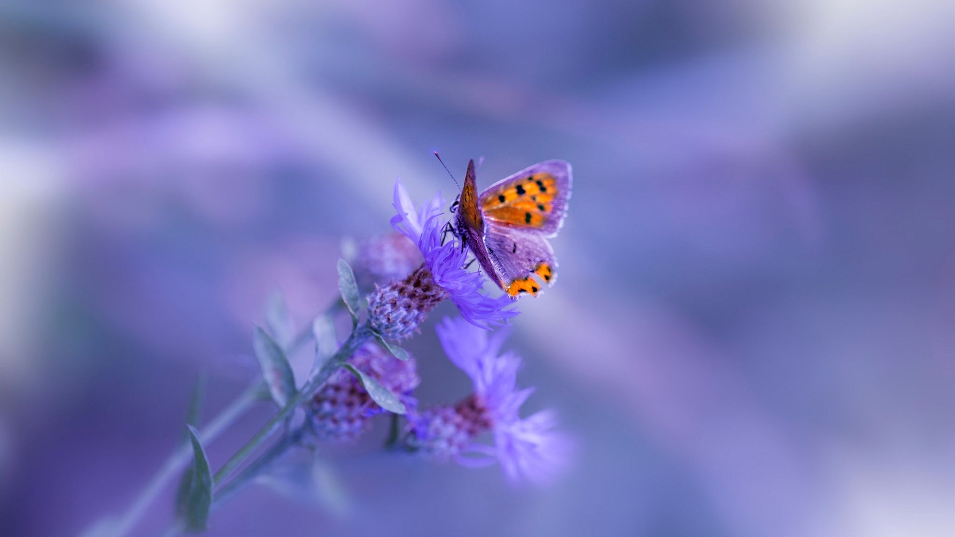 开云体育下载-步行者鏖战篮网惊险过关 新星切特攻防一体化身关键先生