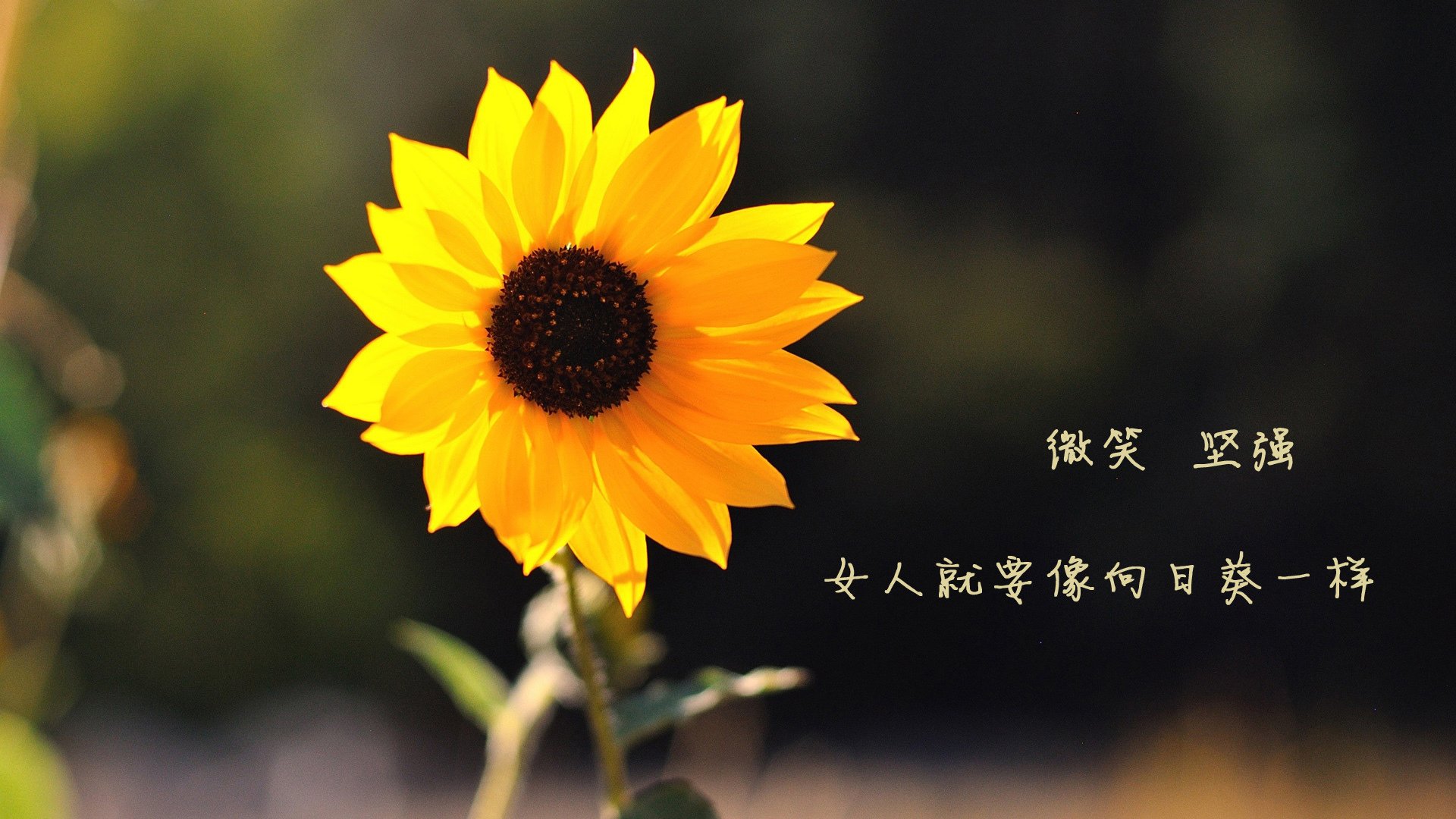 开云体育入口-字母哥关键回合定乾坤，独行侠险胜广东队展国际篮球魅力