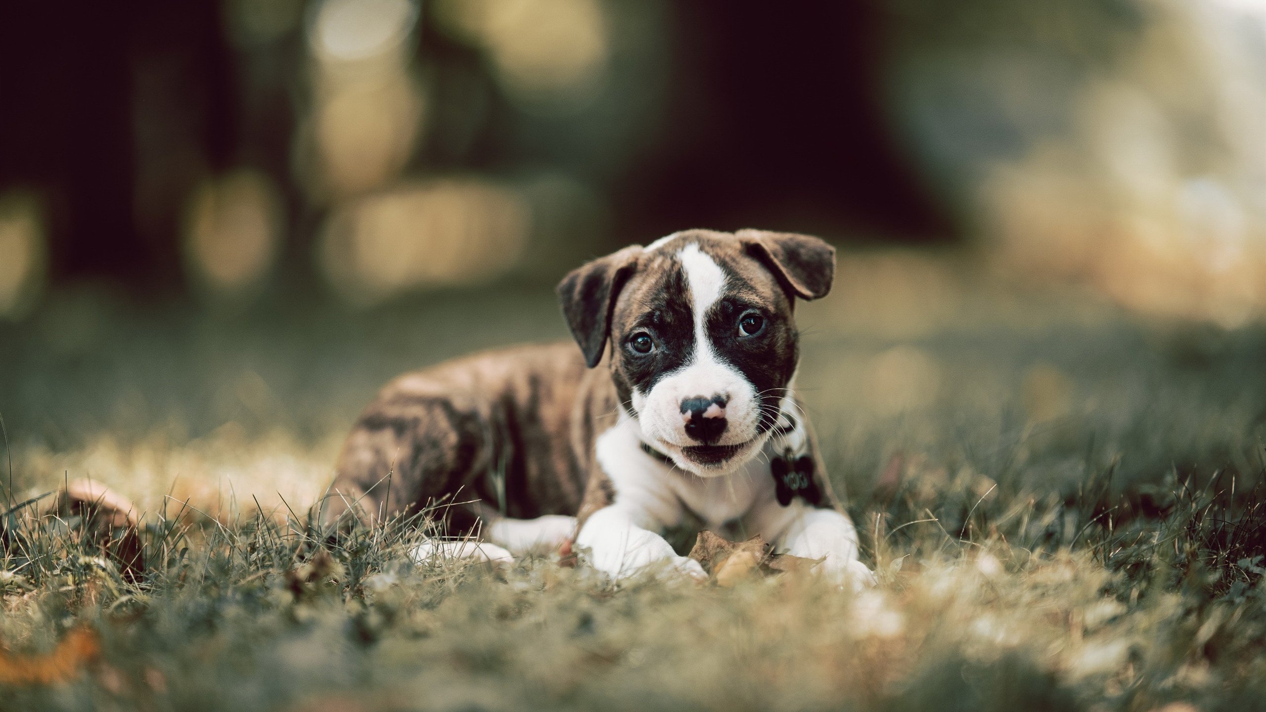 开云APP-速度与激情碰撞，F1争冠战白热化，掘金主场力克奇才诠释体育魅力