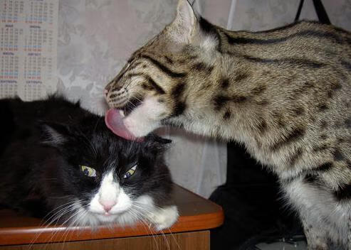 开云体育平台APP-亚洲新星闪耀南美，桑巴军团逆转乾坤