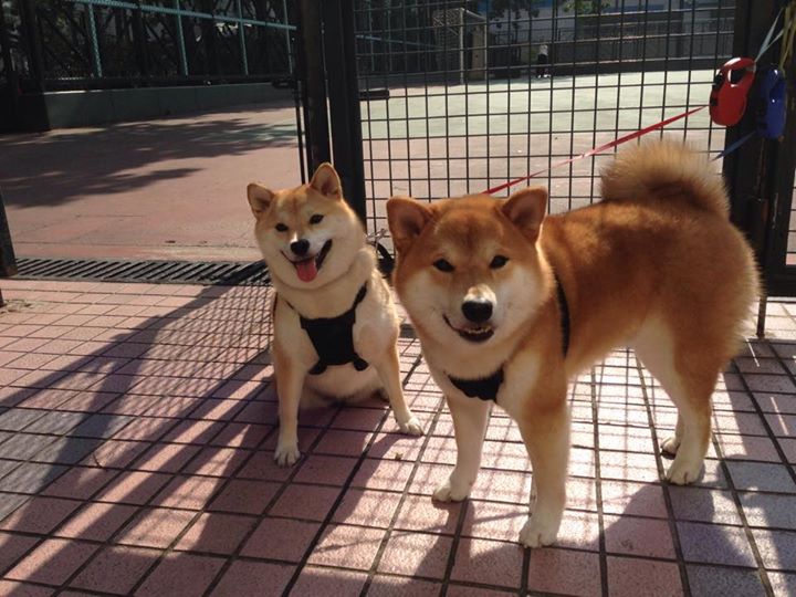 努涅斯,西决生死战之夜,一手遮天的寂静指挥官