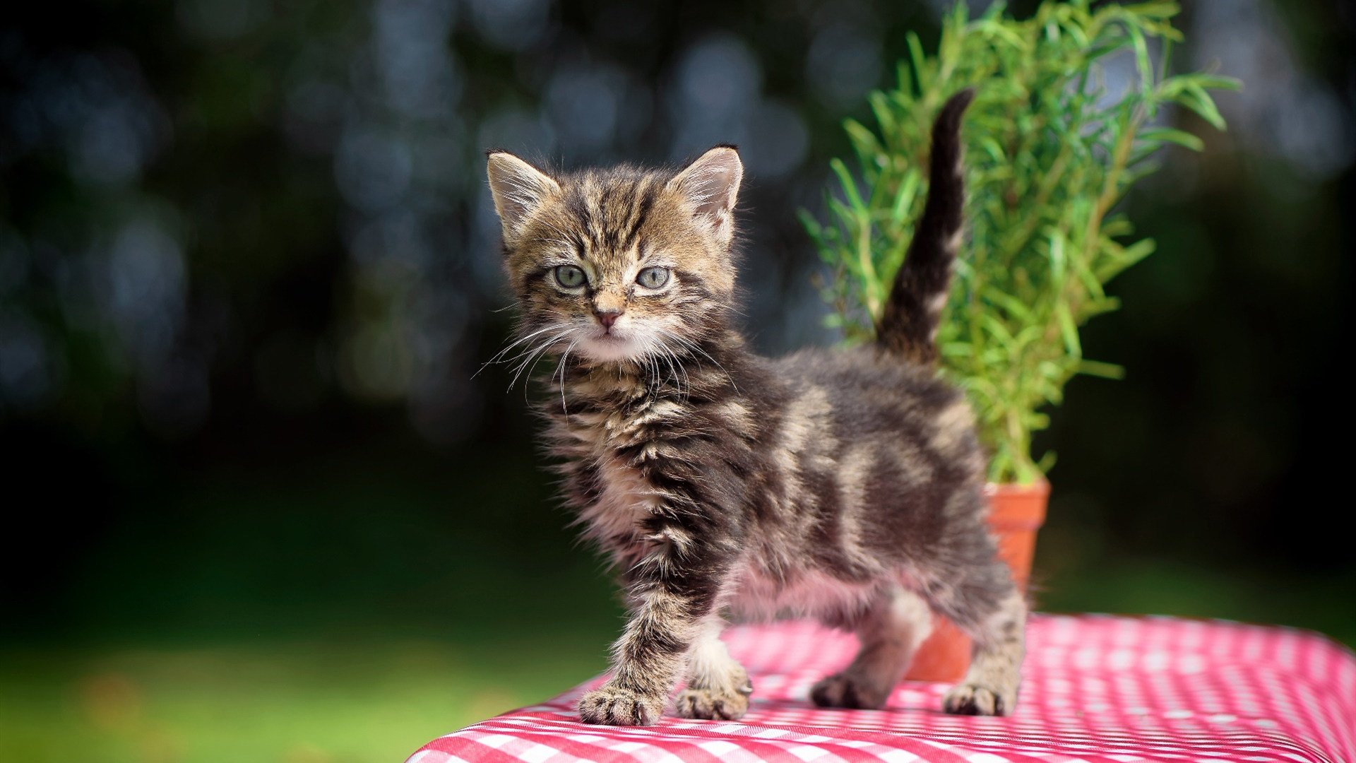 火焰风暴席卷印城,公牛三叉戟火力全开,福克斯末节封神定乾坤