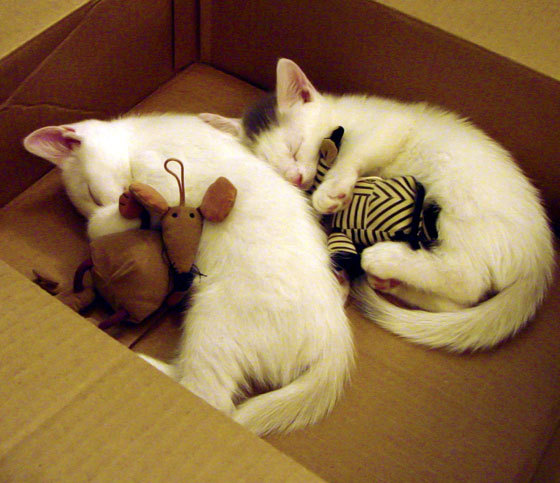 篮球与赛车的跨界狂想，哈登引领篮网轻取辽宁，F1揭幕战上演惊天接管