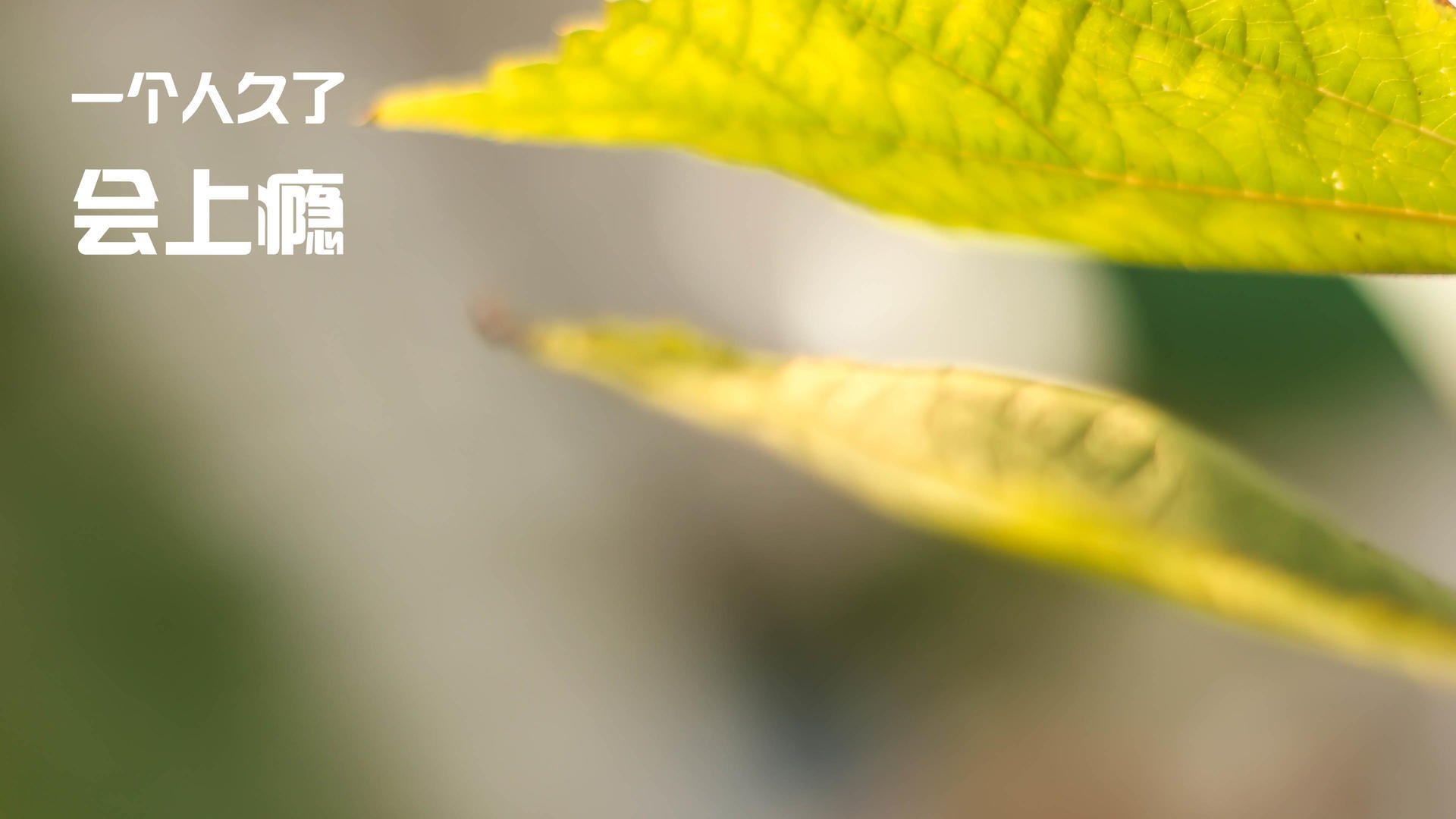 罗马城德比，库尔图瓦灵魂附体，东决战场的门神式接管