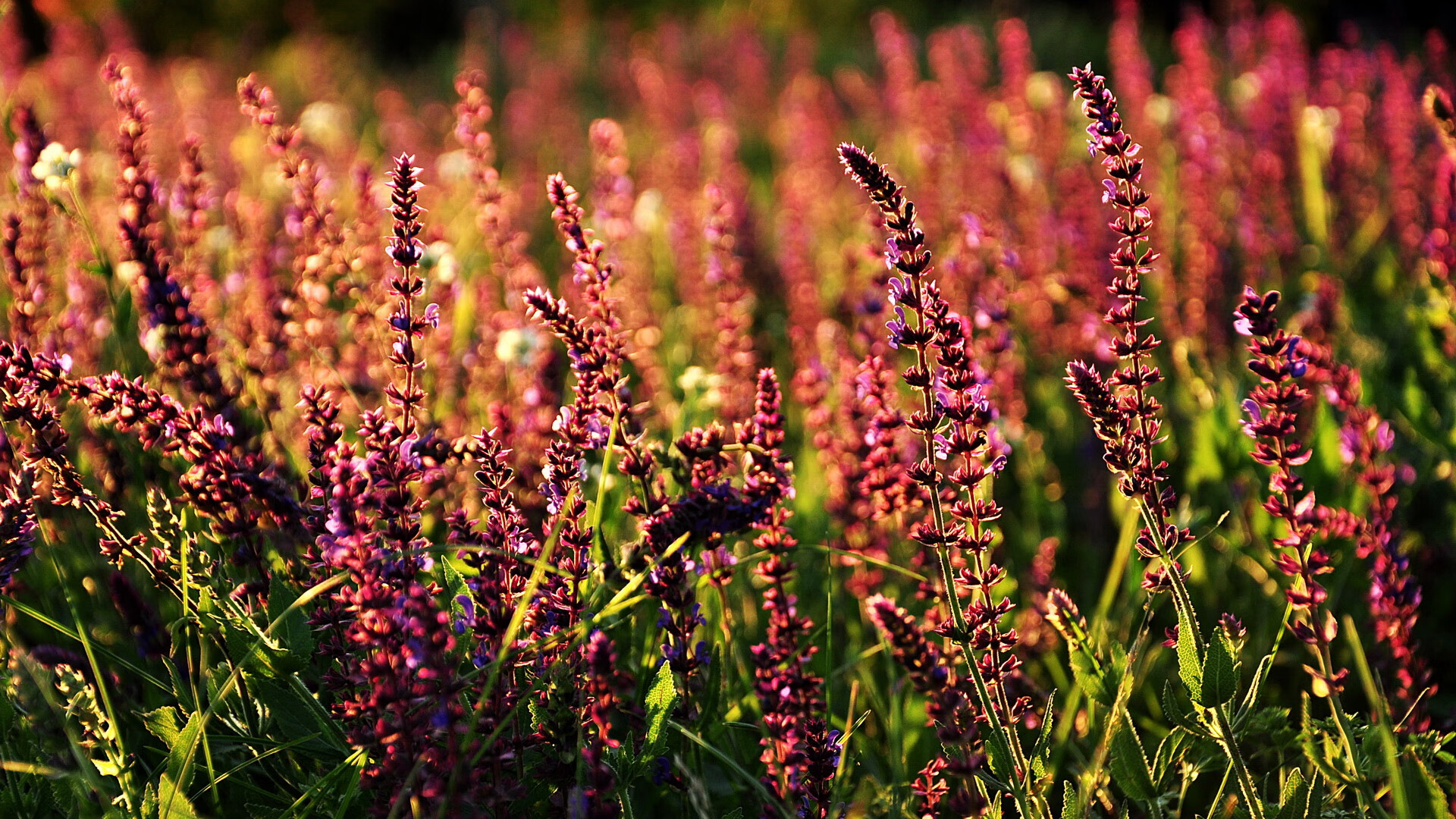 开云体育app-致命弧线，京多安一剑封喉，切尔西鏖战力克AC米兰