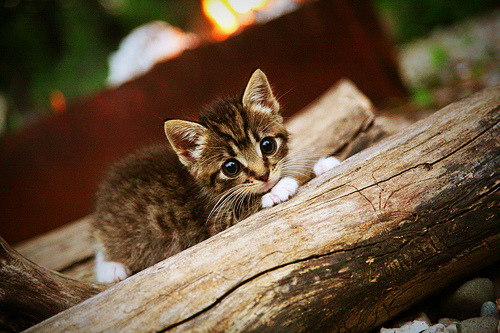 马刺提前终结悬念北京队,杜兰特舞台越大越强—篮球赛场上的决胜时刻