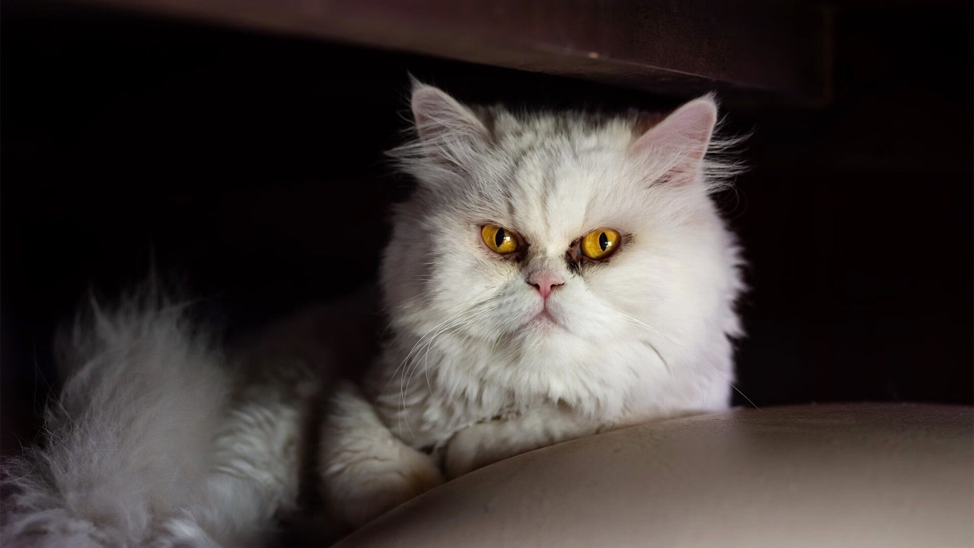 开云平台-布克狂轰36分！黄蜂攻防碾压开拓者，凤凰城之子诠释何为统治力